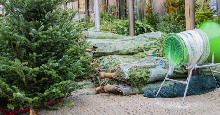 Vendedores aseguran mantendrán los precios y la variedad de árboles de Navidad