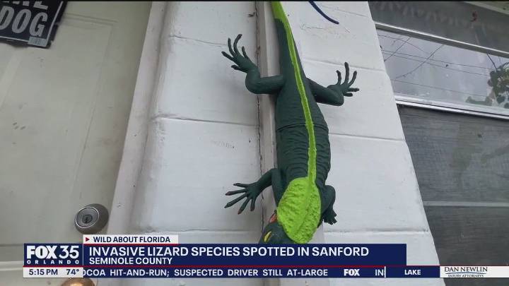 Invasive Peters Rock Agama lizards spotted in Sanford