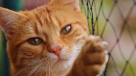 Parliament disallows City of Bayswater cat containment laws