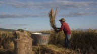 El arroz no vale solo lo que pagas, un cultivo víctima y verdugo del cambio climático