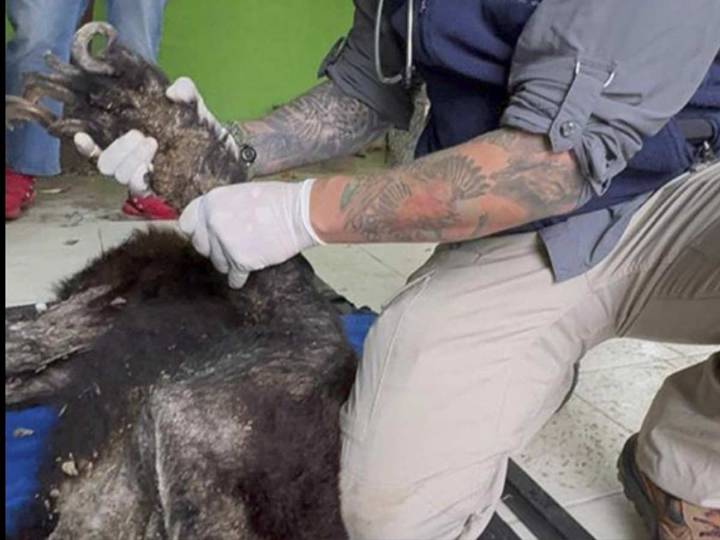 Rescatan a oso negro en grave estado de salud en Bustamante, Nuevo León