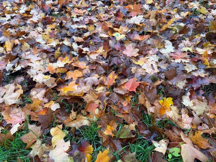 Black Friday turns to gray in Portland as clouds prevail but expect some sun later