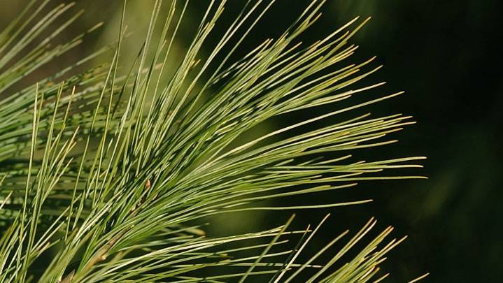 Where to cut your own Chrismas tree in Summit County this holiday season 🎄