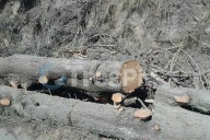 Obra en la Toluca–Altamirano arrasa con árboles y enciende alarma vecinal