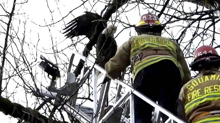 #TheMoment firefighters freed an eagle stuck in a tree