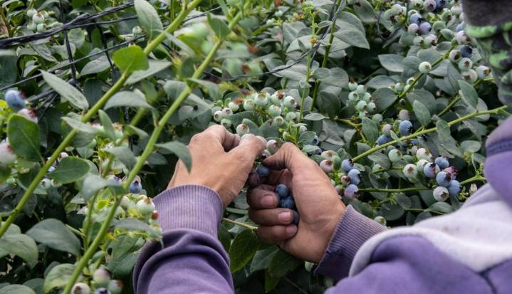 El arándano rojo bajo la lupa de Harvard: más de 600 estudios prueban su poder antioxidante y digestivo