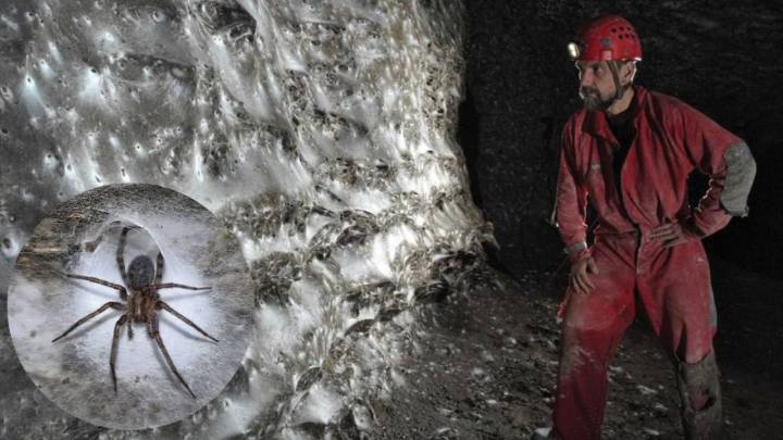 Hallan en cueva de Albania la telaraña más grande del mundo