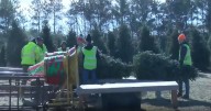 Kris Kringle’s Tree Farm sees busiest opening day in 18