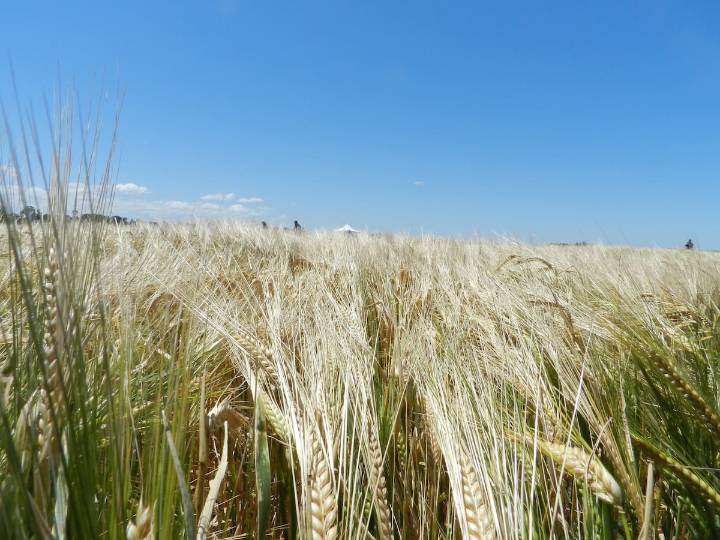 Campaña 2025/26. Prevén buenos rindes para la cosecha de cebada en el sur bonaerense