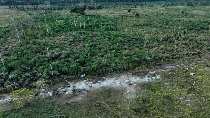 Interpol announces a new global fight against illegal deforestation