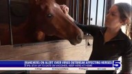 ‘Horse Covid on steroids:’ Valley ranchers on...