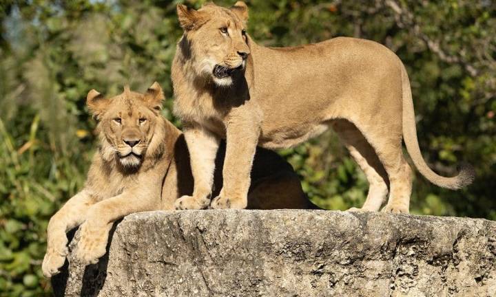 El Zoo de Miami recibe a dos leones tras breve ausencia de la especie en sus instalaciones
