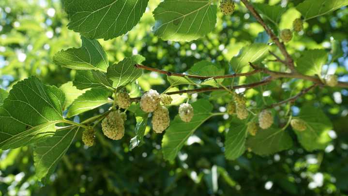 Is Harvesting The Key To Dealing With An Edible Invasive Fruit Tree? Here's What We Know