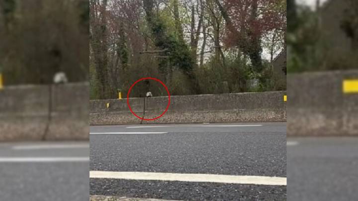 New York Wildlife Rescuer Runs Into Traffic When A Small Figure Freezes In Fear