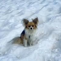 Scientists say most dogs have some wolf DNA