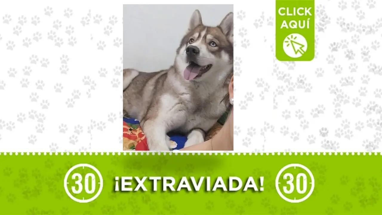 Lupe, una hermosa husky siberiana, se perdió en Itagüí y su familia la busca ¿la viste?