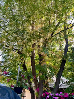 LETTER: Save the Trees, Watertown Should Pass a Stronger Protection Ordinance