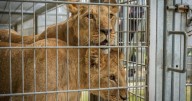Young lions play for first time since being rescued from Ukraine