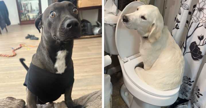 People Took These 79 Awkward Photos Of Their Pets And Just Had To Share Them