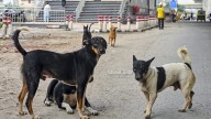 SC to pass order on stray dogs’ case on Nov 7