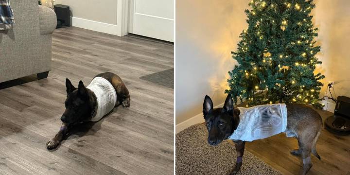 Mohave County K-9 undergoes successful amputation after injuries sustained in crash