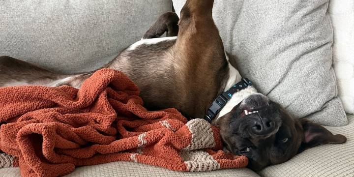 Dog rescued after being pulled behind car in Nashville neighborhood now up for adoption