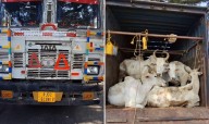 Illegal Cattle Smuggling Foiled in Sambalpur, Two Arrested