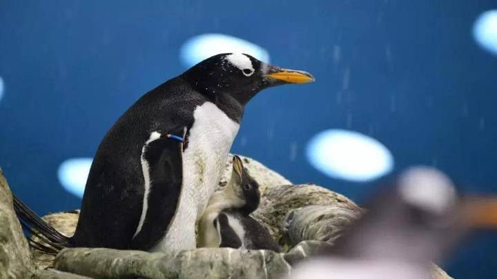 Muere en Loro Parque el pingüino papúa más longevo de Europa, con casi 40 años