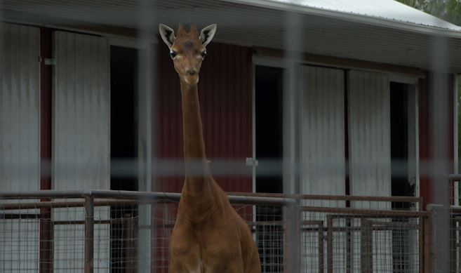 Brights Zoo announces death of rare giraffe Kipekee