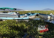 Pese a millonarias inversiones, lirio invade la Laguna de Yuriria; pescadores se quedan sin ingresos