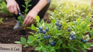 How To Grow Blueberries In Balcony?