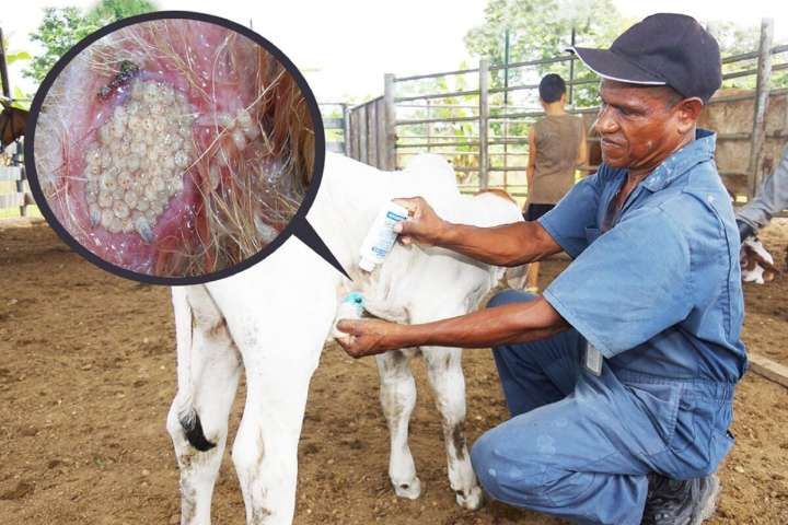 Aún no hay fecha para reabrir la frontera con EU: Sheinbaum