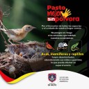 Reptiles y anfibios: las especies invisibles que también sufren por el uso de pólvora en Pasto