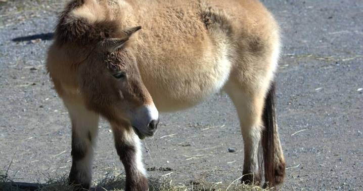 Chernobyl and its wildlife: Part two