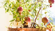 The Best Compact Pomegranate Tree Varieties To Grow Indoors