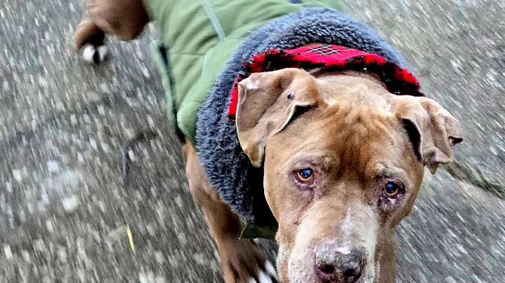 Michigan veterinarian who refused to return ailing dog to homeless man to spend 10 days in jail