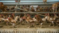 La gripe aviar vuelve a estar en el punto de mira: Confinamiento y subida de precios