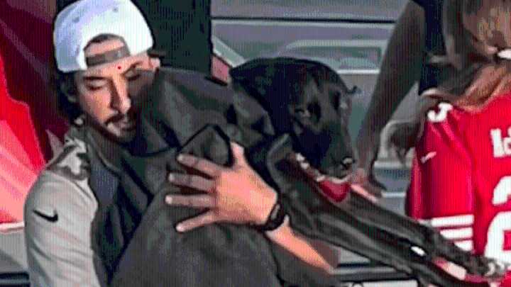 Runaway dog rescued by San Diego lifeguards 2 miles away, half-mile out to sea – NBC 7 San Diego