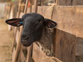 Sheep farmers honour three leaders | The Community Press