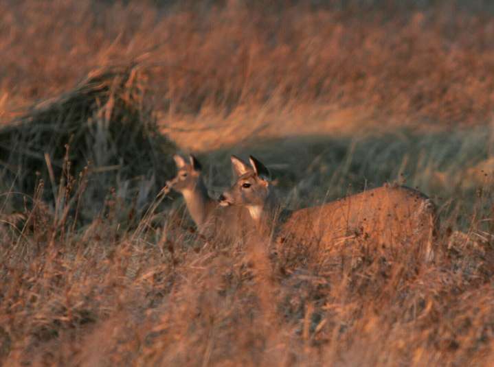 Deer gun season begins Friday with lower tag counts in Stutsman County, state