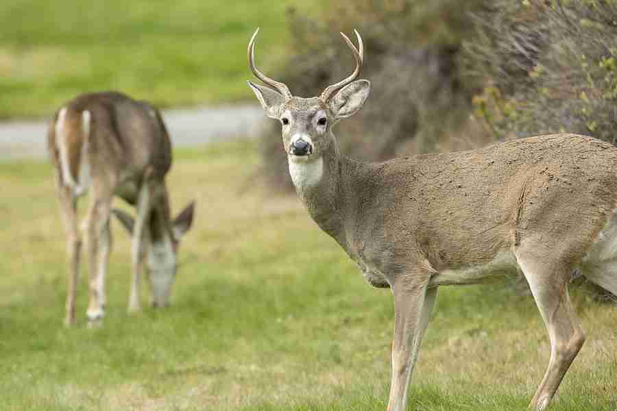 North Iowa Outdoors: Hunters Harvest over 22,000 Deer