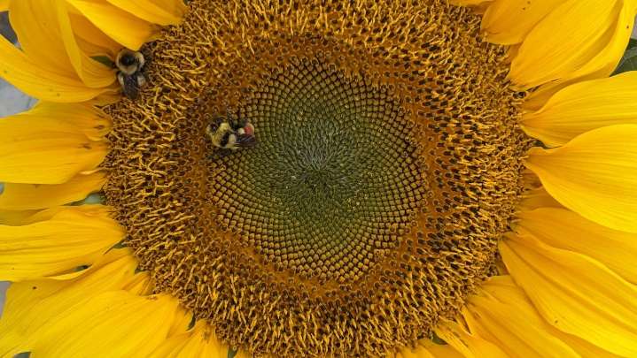 Dakota Gardener: Growing giants