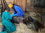 Goat attacked by bear recovering at Woodstock Farm Sanctuary, director says
