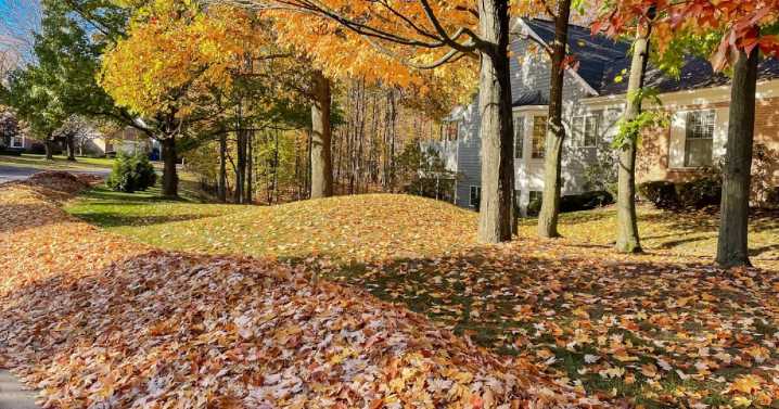 Should you remove fallen leaves or leave them? A&M Forest Service weighs in