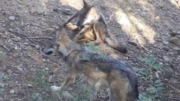 Detectada la primera familia de lobos en Cataluña después 100 años