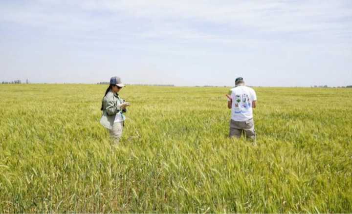 Presentan rendimientos de trigo y cebada