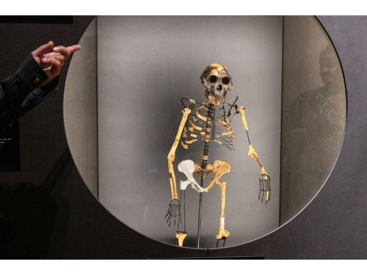 Mystery foot belongs to ancient human relative: scientists