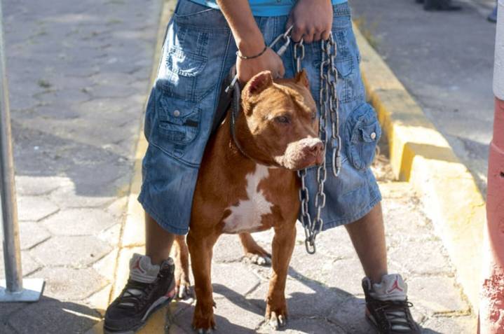 Aprueban diputados prisión de hasta 10 años por criar o entrenar perros para protagonizar peleas