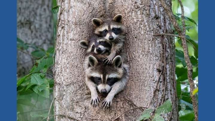 Tennessee Wildlife Federation announces winners of wildlife and nature photo contest