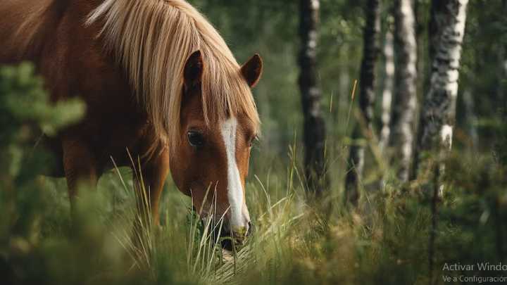 Suokki (finlandés): el caballo nórdico que ayudó a reconstruir Finlandia tras la Segunda Guerra Mundial